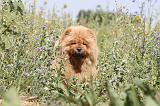 CHOW CHOW 070